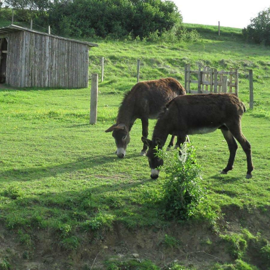 Bed and Breakfast Ferme De Bellevue Landes-le-Gaulois Екстер'єр фото